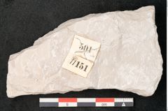 Foto (Detailansicht) von Trigonocarpus sp.  (NHMW-GEO-2024-0188-11151)